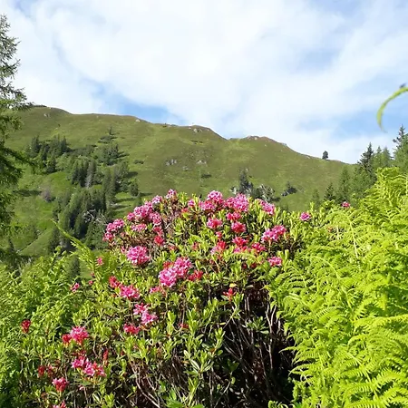 Berggasthof Loosbuehelalm